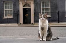 Pejabat Downing Street Diam-diam Siapkan Kematian Larry Si Kucing Lucu dan Terkenal