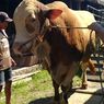 Mengintip Sapi Kurban Jokowi di Sleman, Jenis Simental, Harga Rp 66 Juta dengan Bobot 828 Kg 