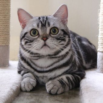 Ilustrasi kucing American shorthair. 