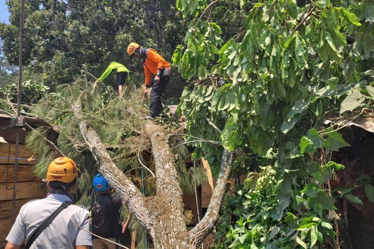 Petugas BPBD Kota Batu melakukan penanganan pohon tumbang yang menimpa warung dan rumah di Desa Sumberbrantas, Kota Batu, Jawa Timur pada Selasa (17/10/2023).