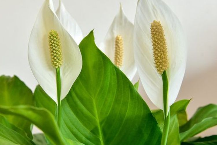 Tanaman peace lily.