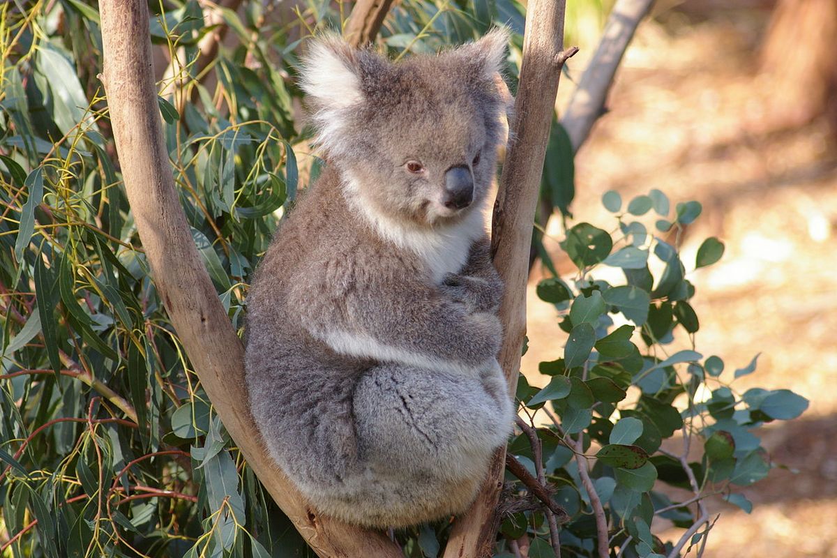 Ilustrasi Koala yang dilepaskan ke alam liar setelah sebelumnya diselamatkan dari kebakaran hutan di Australia.