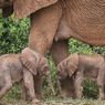 Langka, Bayi Gajah Kembar Lahir di Kenya