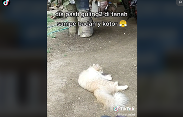 Viral kucing berguling di tanah