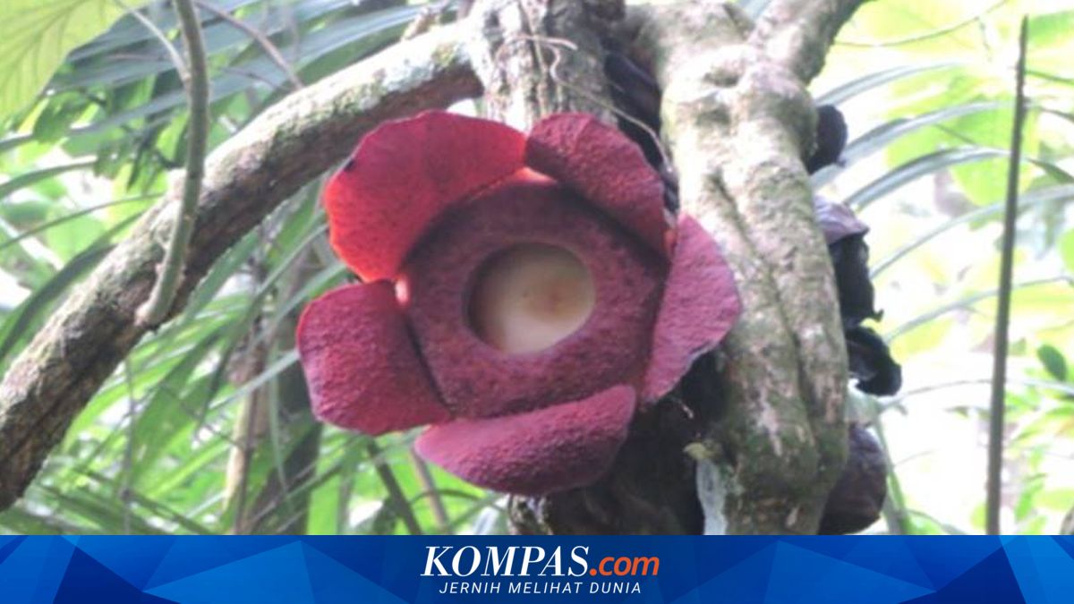 Bunga Langka 