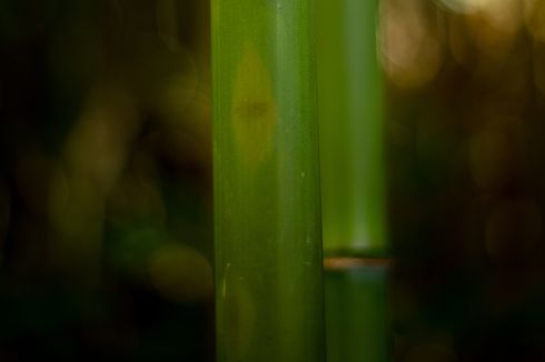 Terkena Petasan Meriam Bambu, Bocah Berusia 7 Tahun Tewas