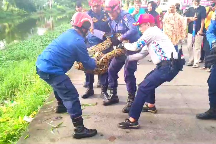 Petugas Damkar Makassar yang berjibaku melakukan evakuasi ular piton besar di Jalan Inspeksi Kanal Borong, Kecamatan Manggala, Kota Makassar, Sulsel, Minggu (28/1/2024).
