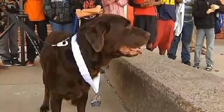 Jenis Anjing Peliharaan Perlihatkan Kesejahteraan Ekonomi