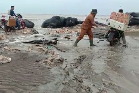 Penjelasan BMKG soal Banjir Rob di Pesisir Karawang