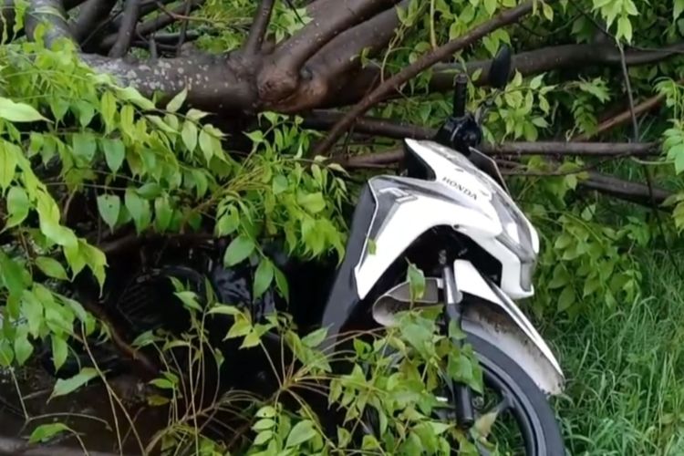 Pohon tumbang menimpa warung milik nisa di Desa Mundu Pesisir Kecamatan Mundu Kabupaten Cirebon Jawa Barat, pada Jumat (26/1/2024) petang. Warung, pagar, sepeda motor, kabel listrik dan tiang gawang rusak terkena rubuhan badan pohon.