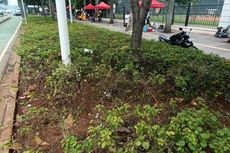 Taman Sekitar GBK yang Rusak Akibat Terinjak Relawan Jokowi Bakal Diperbaiki