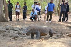 KLHK Sebut Proyek di Pulau Rinca Tak Membahayakan Populasi Komodo