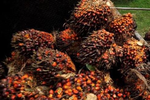 Studi IUCN: Kelapa Sawit 9 Kali Lebih Efisien dari Sisi Pengunaan Lahan 