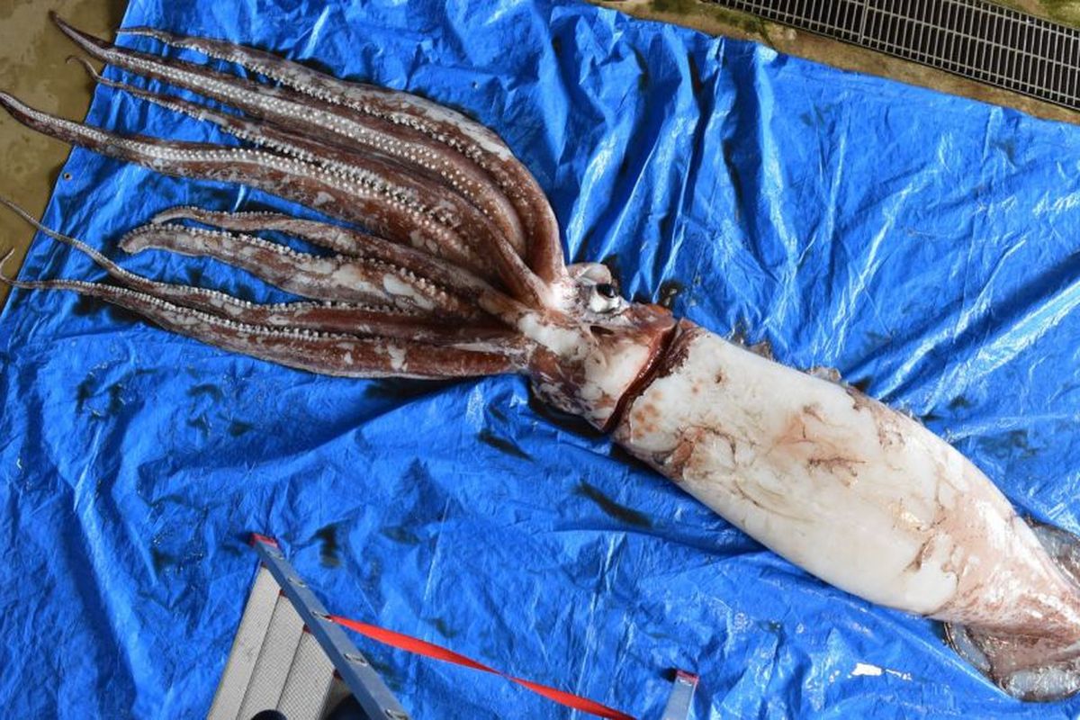 Tubuh cumi-cumi raksasa kraken yang ditemukan di Jepang. Studi ungkap cumi-cumi terbesar penghuni laut dalam ini adalah makhluk monogami, hanya kawin dengan satu jantan.

