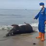 Sejumlah Sapi Ditemukan Mati di Laut Balikpapan