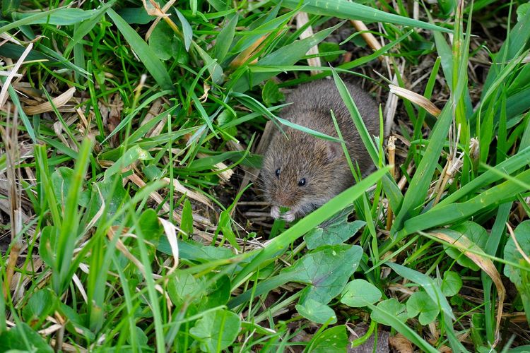 Ilustrasi tikus sawah yang menyerang tanaman padi