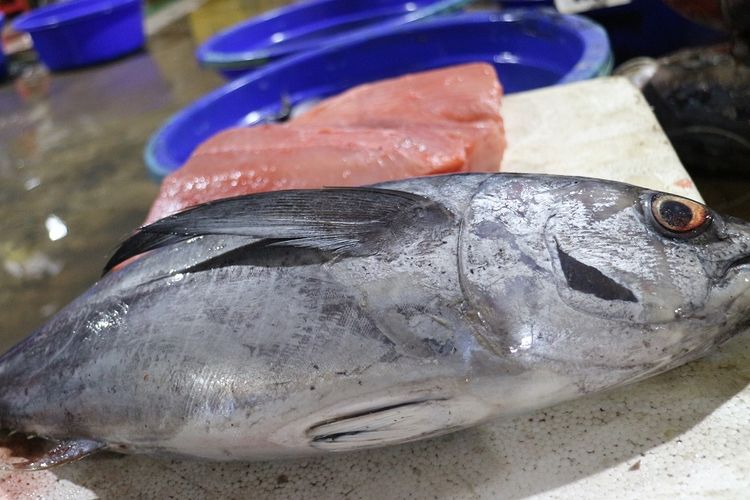 Ikan yang dijual di PIM Muara Baru, Penjaringan, Jakarta Utara. Tips ketiga memilih ikan yaitu jika ikan dicicipi terasa gatal, maka ikan tersebut tidak layak dikonsumsi.