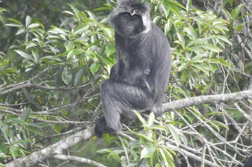 Lutung Masuk ke Permukiman Warga Saat Ada Runtuhan Lava Gunung Merapi