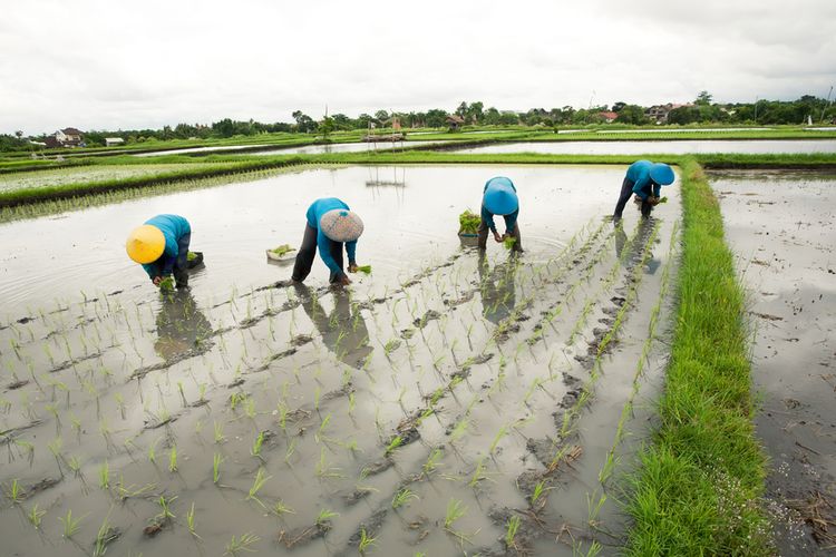 Ilustrasi petani.