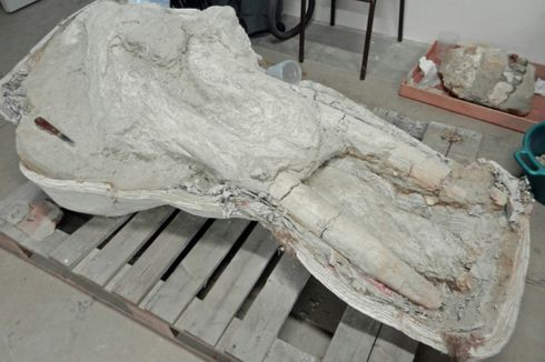 Fosil Langka Leluhur Gajah dengan Empat Gading Ditemukan di Perancis