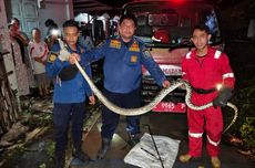 Harga Emas Antam 20 November 2025 Melonjak Lagi, Berapa Harga Kepingan Termurah?