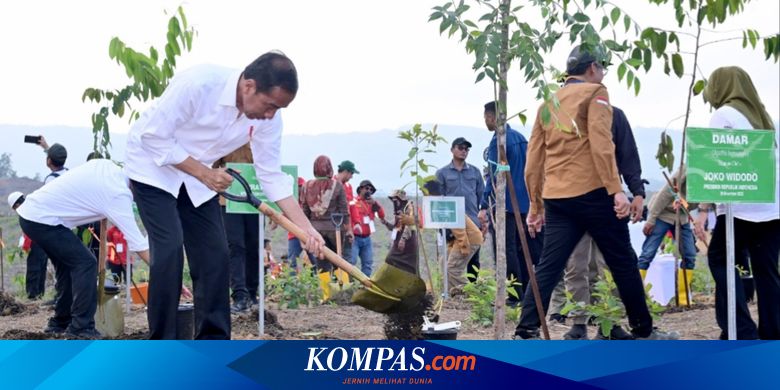 Tanam Pohon di IKN, Jokowi Tegaskan Reforestasi Terus Dilakukan