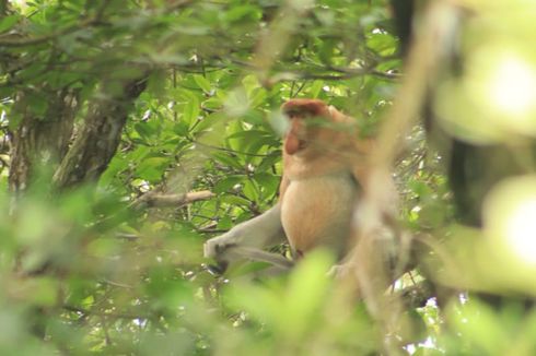 Wisata Mangrove BelagaOne Nunukan, Lindungi Bekantan dari Kepunahan