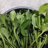 4 Cara Simpan Sayur Genjer agar Bisa Tahan hingga Berbulan-bulan