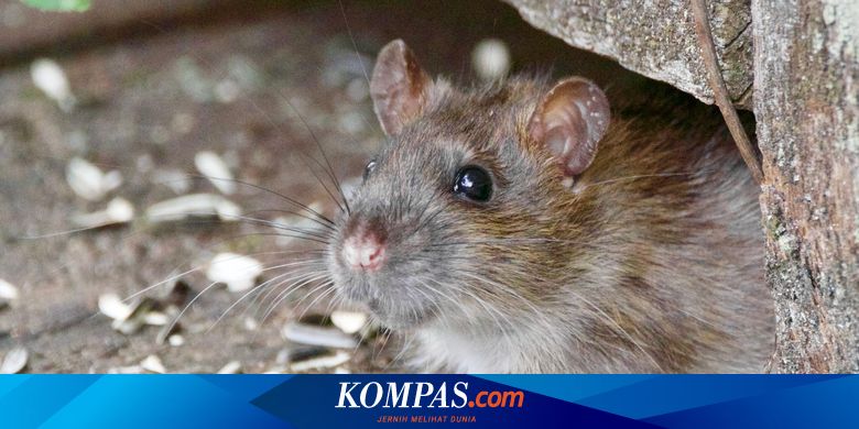 Tips Mengatasi Bau Bangkai Tikus di Sekitar Rumah