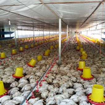 Sebanyak 18 ribu ekor ayam broiler siap panen milik Muhammad Hatta, warga Kabupaten Aceh Barat Daya (Abdya) mati secara massal akibat kepanasan dampak listrik mata selama 3 hari di Aceh.