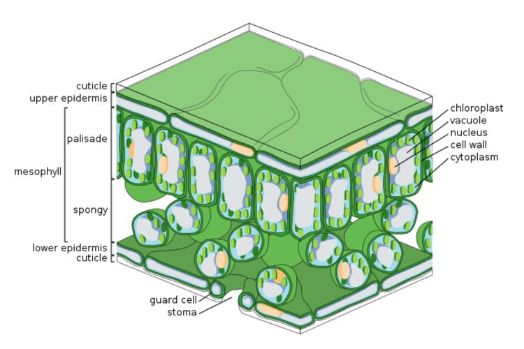 Ilustrasi struktur daun