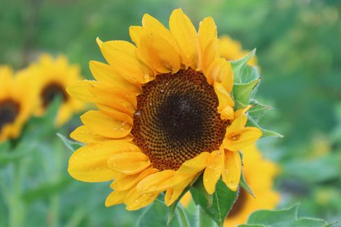 Cara Mudah Menanam dan Merawat Bunga Matahari