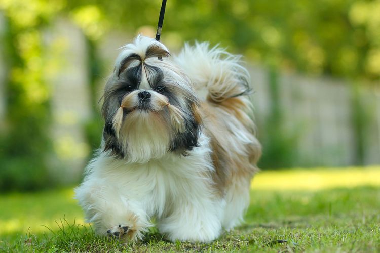 Ilustrasi anjing Shih tzu