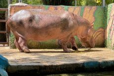 Kasang Kulim Zoo di Riau: Daya Tarik, Harga Tiket, dan Rute