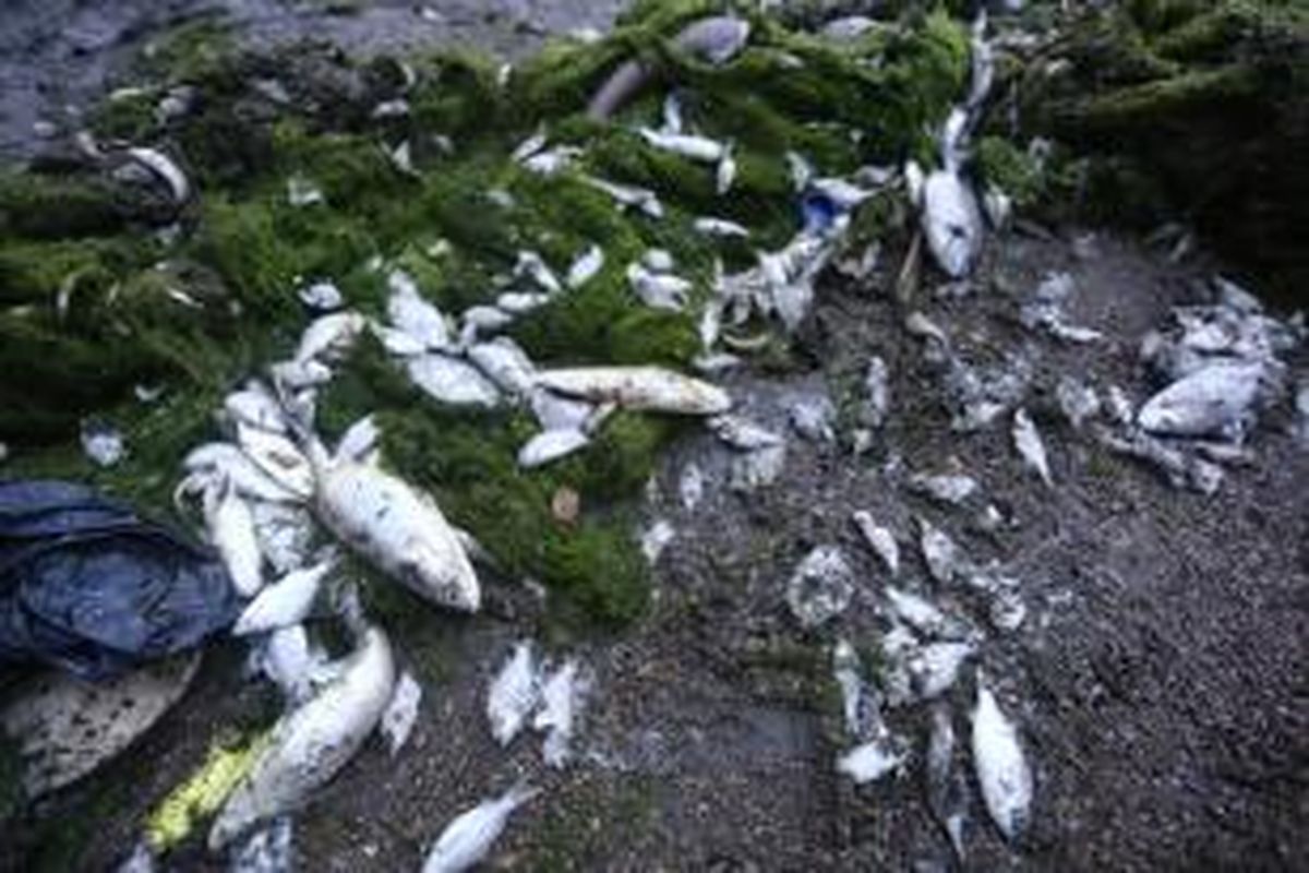 Sejumlah ikan mati dan terdampar setelah terbawa arus ombak di pesisir Pantai Ancol, Jakarta Utara, Senin (30/11/2015). Berdasarkan pemaparan Pemprov DKI, penyebab kematian ikan-ikan di Pantai Ancol diduga karena tercemar lumpur dari sungai. Lumpur tersebut terseret hingga ke laut saat hujan.