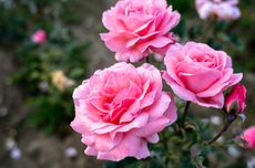 5 Varietas Bunga Mawar yang Memiliki Karakter Unggul