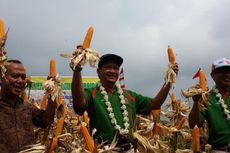 Petani Tidak Perlu Khawatir Harga Jagung Anjlok