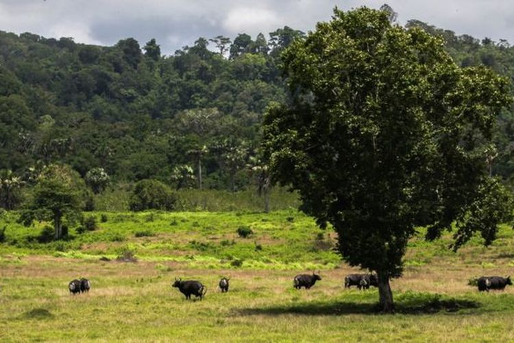 Savana Sadengan di Taman Nasional Alas Purwo