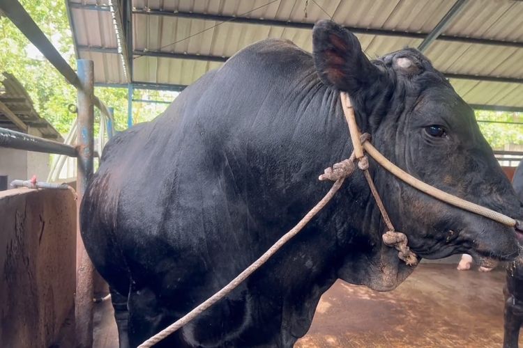 8 Sapi Kurban Presiden Prabowo di Babel, Rutin Dimandikan dan Diberi Sagu