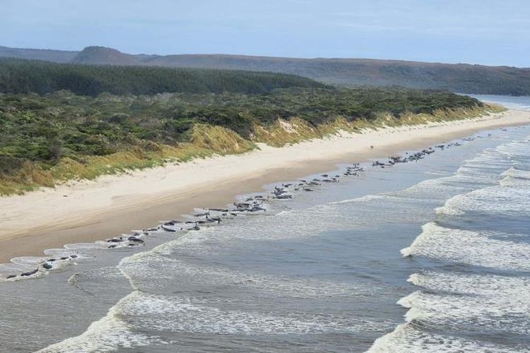 Foto ini dirilis Departemen Sumber Daya Alam dan Lingkungan Tasmania menunjukkan paus terdampar di Ocean Beach di Macquarie Harbour di pantai barat Tasmania, Australia, Rabu (21/9/2022).