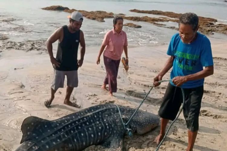 Hiu Paus Ditemukan Terdampar di Perairan Sikka, Dipotong Warga dan Dibagikan Dagingnya