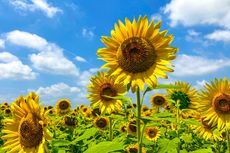 Banyak Pengunjung Telanjang untuk Foto, Pemilik Ladang Bunga Matahari Inggris Beri Peringatan