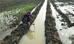 Berkat Optimasi Lahan Rawa, Lahan Pertanian di Tulang Bawang Minim Banjir