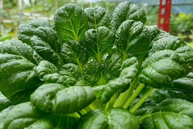 Ilustrasi sayuran pagoda hidroponik