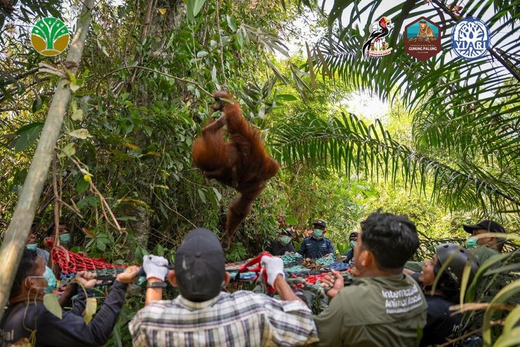 Terjebak di Kebun Warga Akibat Karhutla, Tiga Orangutan di Ketapang Kalbar Dievakuasi