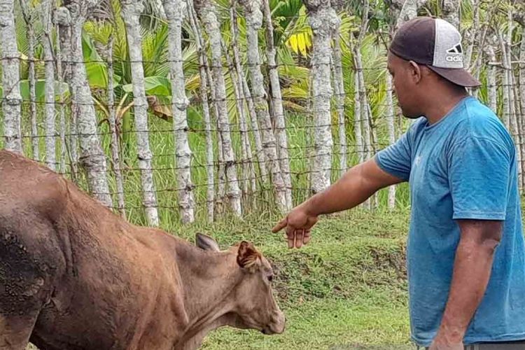 Peternak menunjukkan sapi yang sakit karena pembengkakan kuku di Aceh Besar, Selasa (21/11/2023). 
