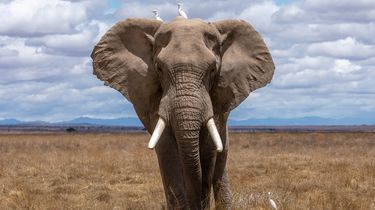 Studi Terbaru: Akibat Aktivitas Manusia, Gajah Afrika Terancam Mutasi Berbahaya