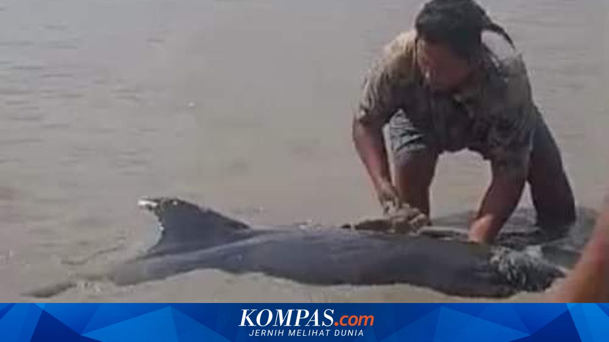 3 Ekor Lumba-lumba Subtropis Terdampar di Pantai Bangka Belitung