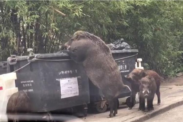 Seekor babi hutan jantan dewasa bersama tiga anak babi hutan terlihat berkeliaran dan mencari makan di sebuah tempat sampah.
