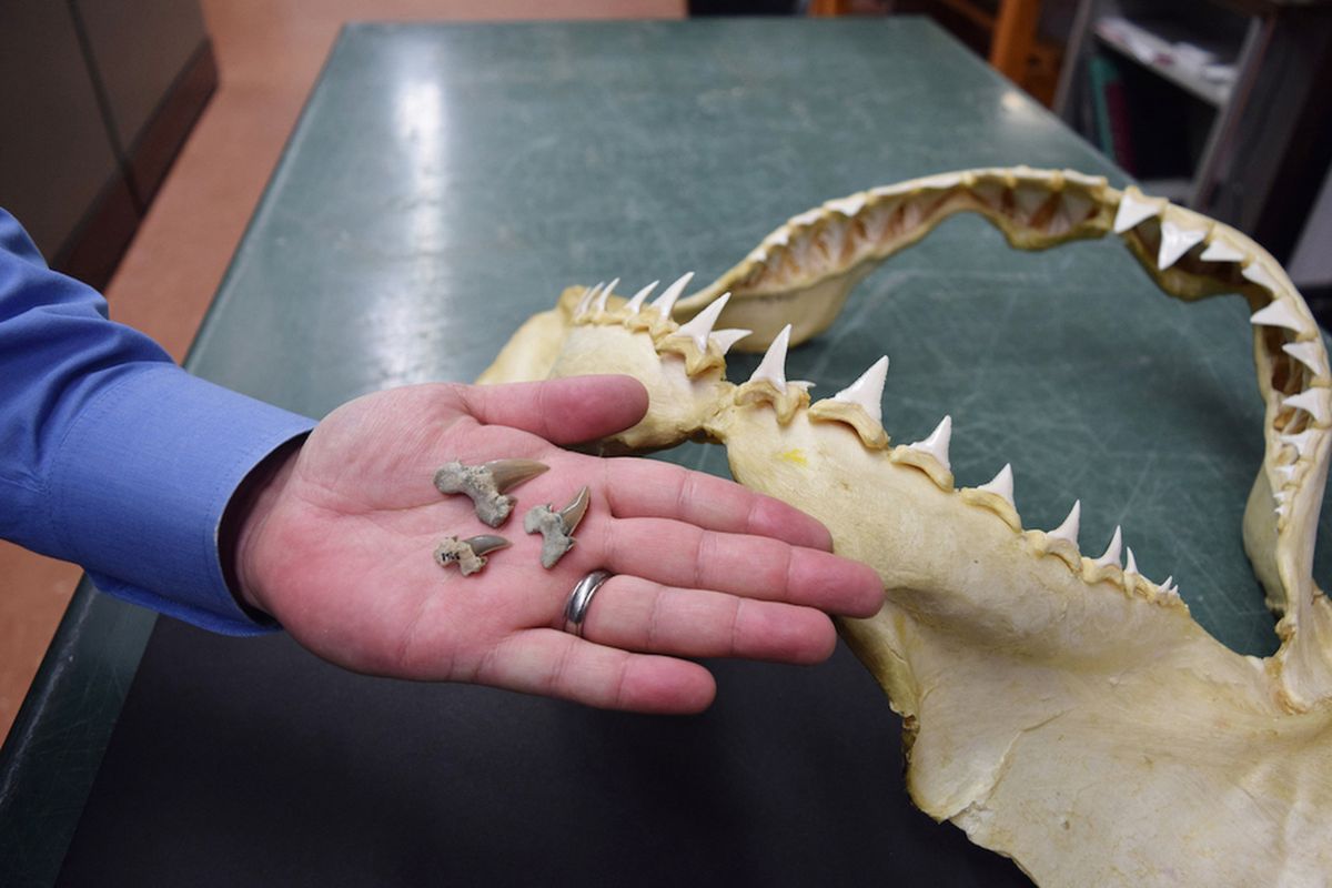 Gigi Bryant Shark berukuran sekitar 1 inci, sedangkan hiu putih besar (diwakili oleh rahang) memiliki gigi sekitar 3 inci.
